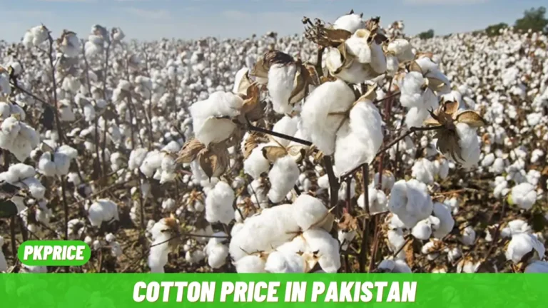 Cotton Price in Pakistan