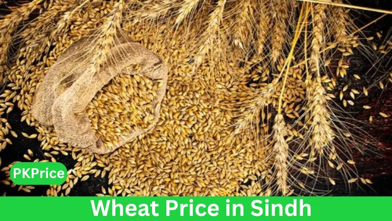 Wheat Price in Sindh Today