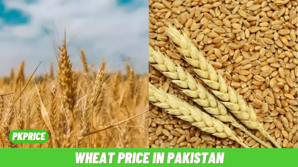 Wheat Rate in Pakistan (1)