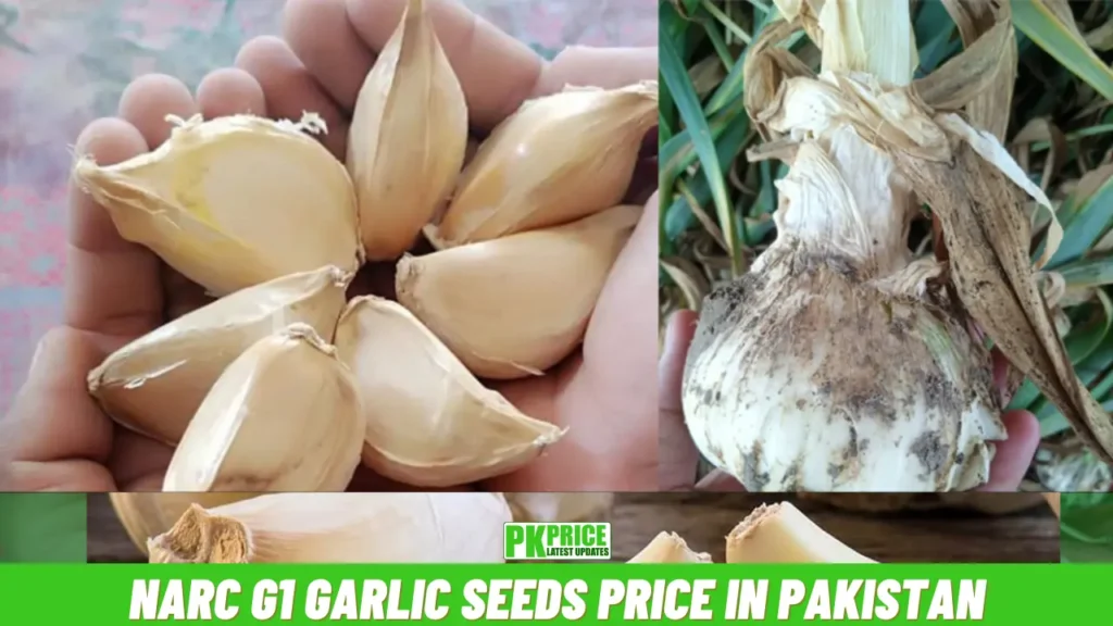 NARC G1 Garlic Seeds Price in Pakistan