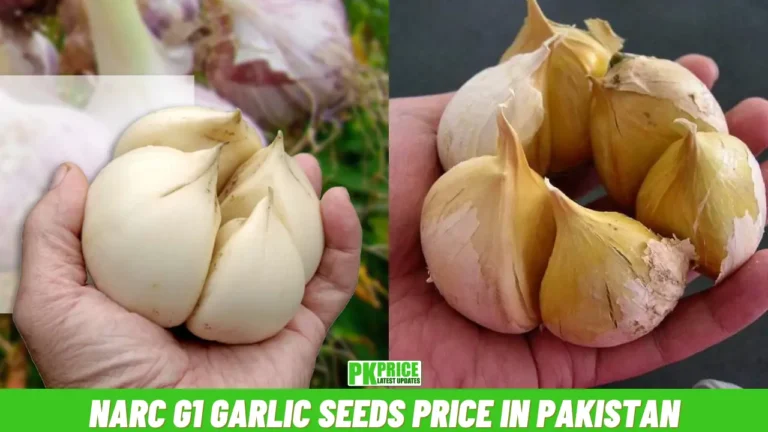 NARC G1 Garlic Seeds Price in Pakistan Today