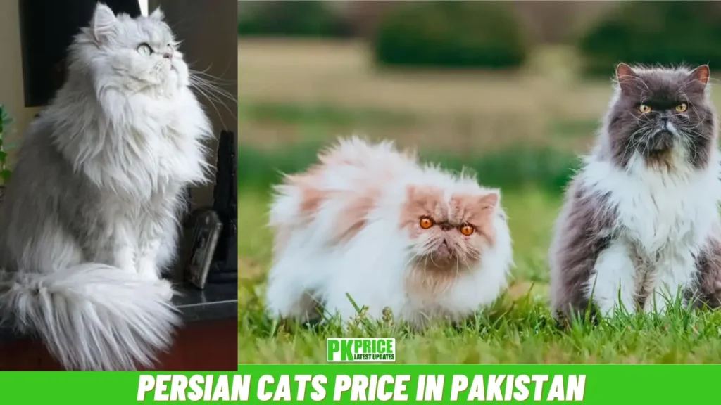 Persian Cat Price in Pakistan