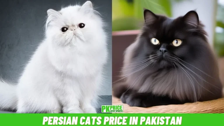 Persian Cats Price in Pakistan